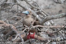 Galapagos-Tiere26.jpg